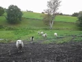 Die grasenden Schafe auf der Weide.
